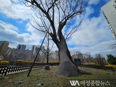 영등포구, 유일한 보호수인 당산 은행나무‘특별 외과 수술’ 진행   