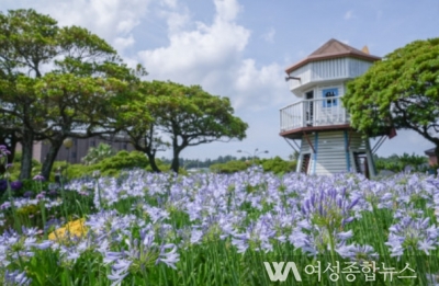 제주 허브동산, 수국 & 아가판서스 축제 