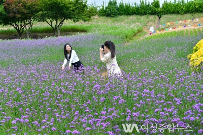 장성군 동화나라 버베나 축제 오세요