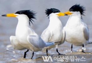 고창군, 군조 변경 주민공청회 