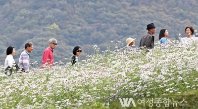 정읍 구절초 꽃축제'15만㎡의 소나무숲 아래....'