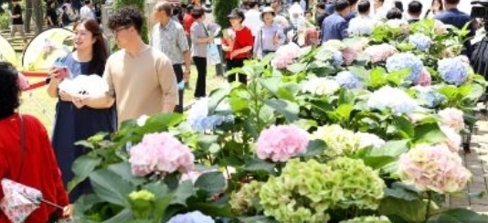 강진군 강진읍 보은산 V랜드공원'제2회 강진 수국길축제'